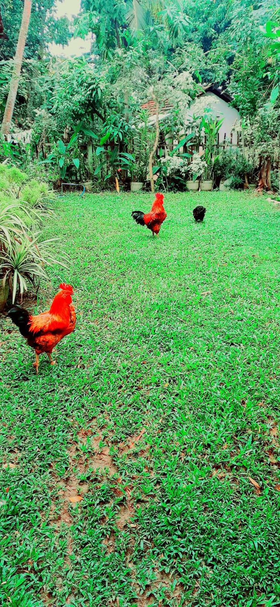 Bamboo Home Stay Hiriketiya Dikwella Bagian luar foto